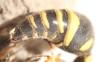 Eumenes papillarius